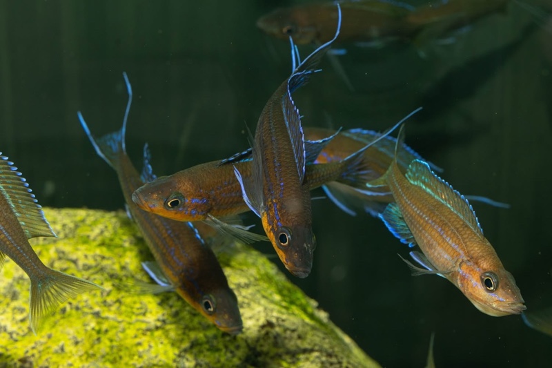 Paracyprichromis nigripinnis 'Kantalamba'